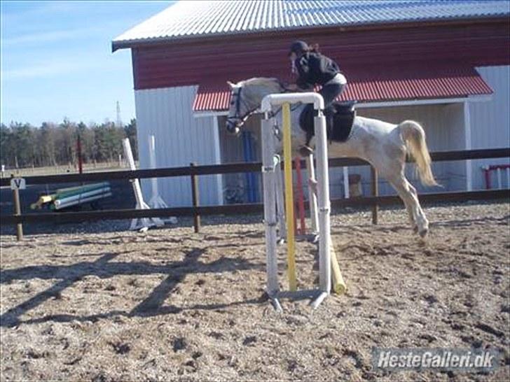 Anden særlig race Jasmin Sabah <3 Bobo - 1,30<3 billede 12