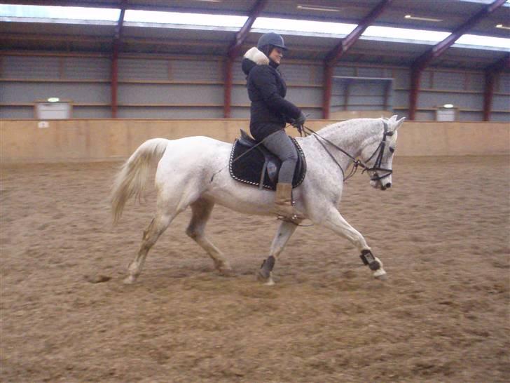 Anden særlig race Jasmin Sabah <3 Bobo billede 13