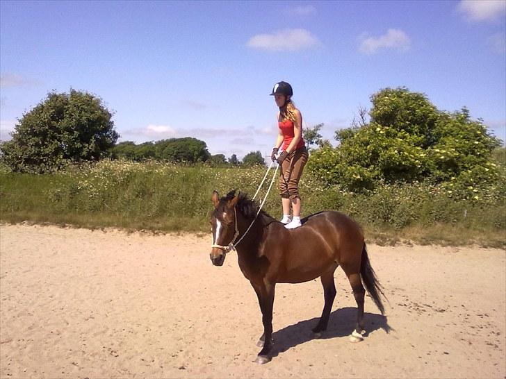 Anden særlig race Lovis [Mies hest](Solgt) - Nr. 20: Fordi vi kan (: <3 billede 20