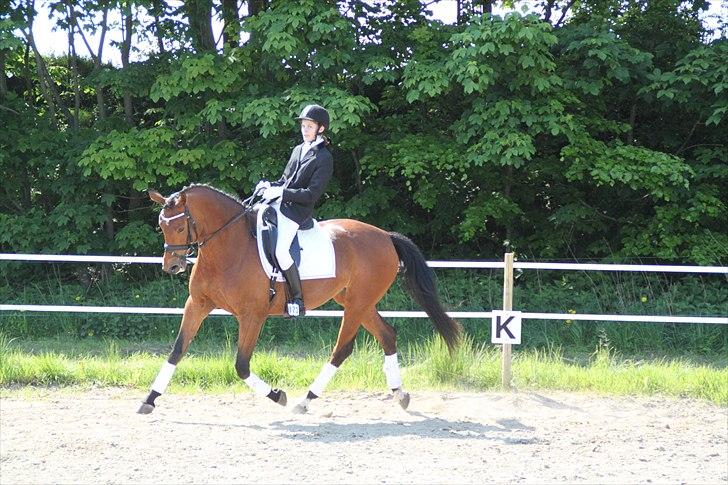 Dansk Varmblod Brainstorm - Velkommen til brainstorms profil billede 7