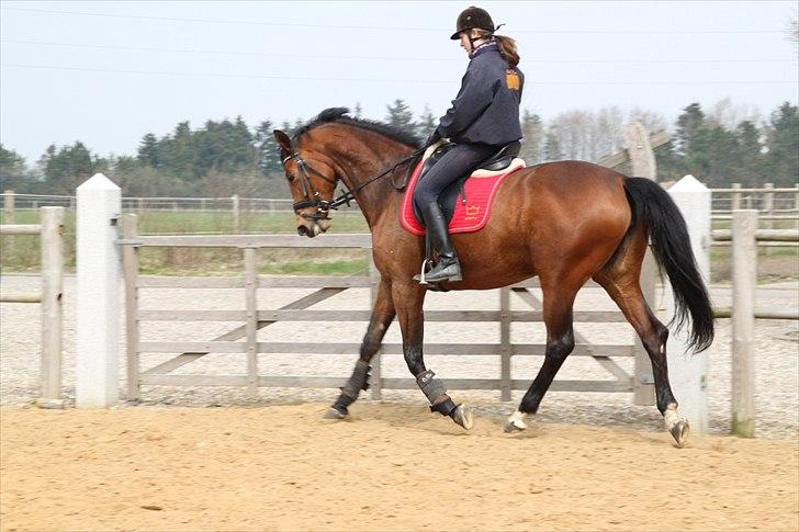 Dansk Varmblod Brainstorm billede 8