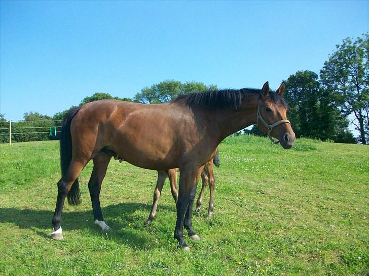 Dansk Varmblod Brainstorm billede 9