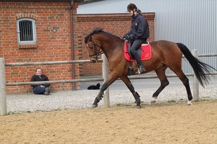 Dansk Varmblod Brainstorm billede 10