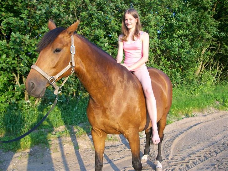 Dansk Varmblod Brainstorm billede 11