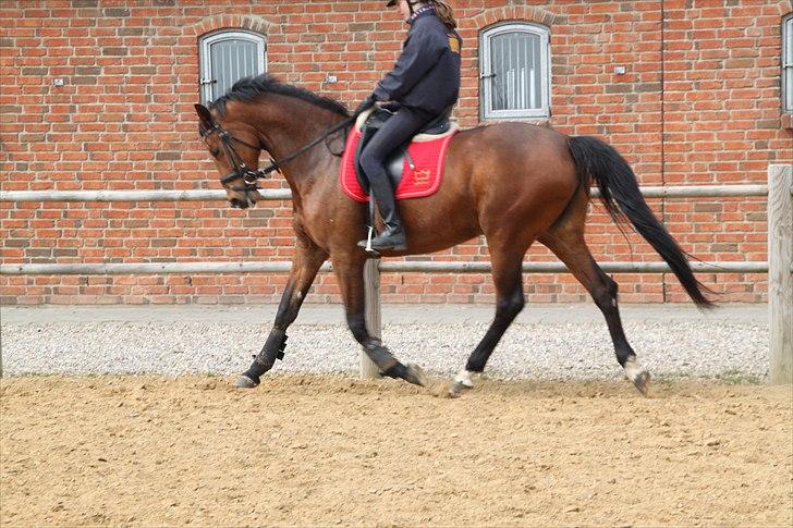 Dansk Varmblod Brainstorm billede 12