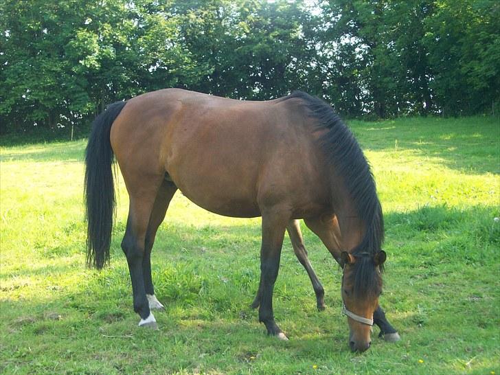 Dansk Varmblod Brainstorm billede 13