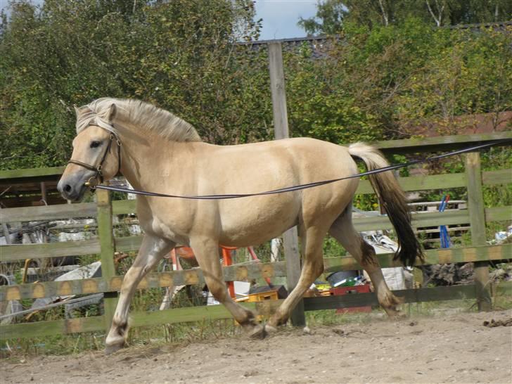 Fjordhest Morten Drejer - en af de første gange i lang tid vi longerede (2år) billede 2