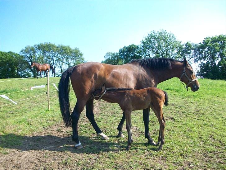 Dansk Varmblod Brainstorm billede 14