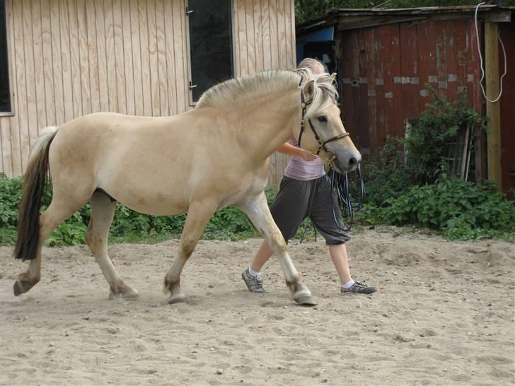 Fjordhest Morten Drejer - Hans fine skridt :) dygtig dygtig dygtig  billede 3