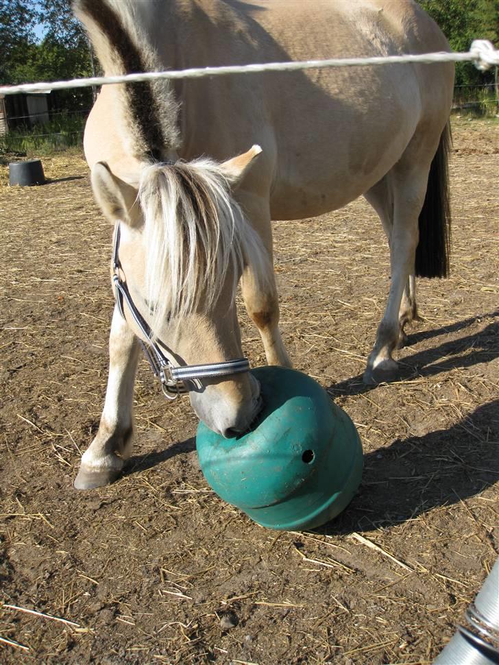 Fjordhest Morten Drejer - Morten er meget betaget af legetøj når der kommer slik ud af det:D billede 4