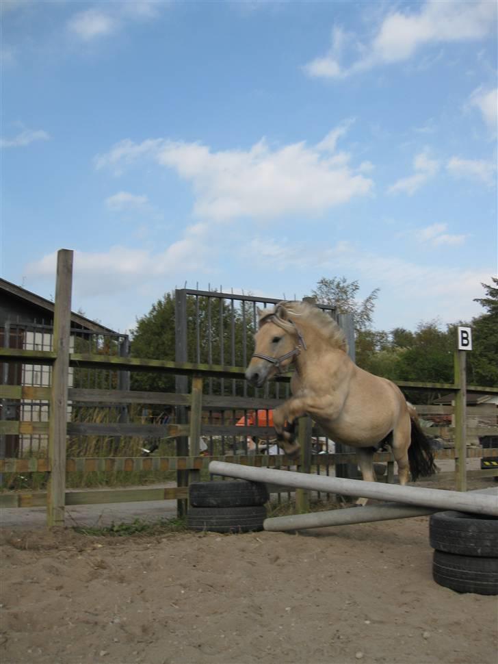 Fjordhest Morten Drejer - anden gang han springer (2år) billede 5