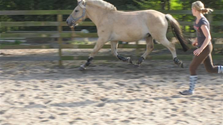 Fjordhest Morten Drejer - se min fine trav er jeg ikke bare dygtig:D billede 6