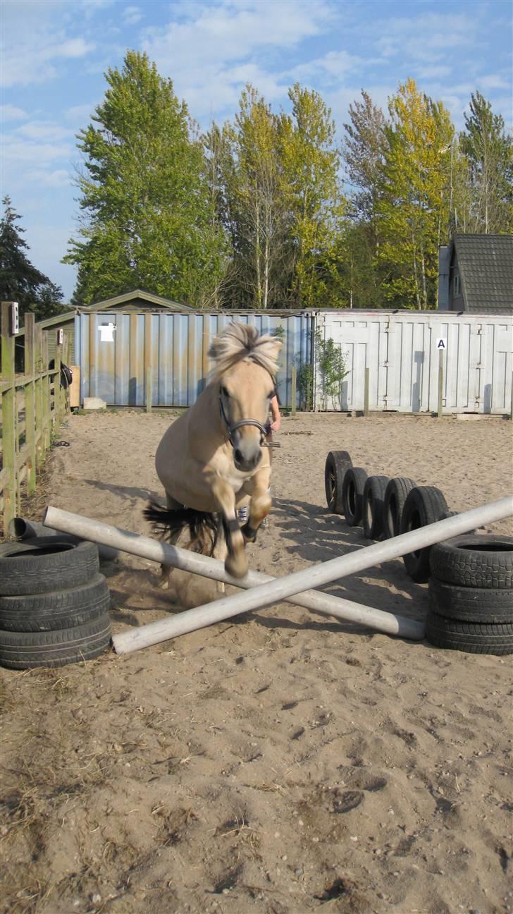 Fjordhest Morten Drejer - Lad vær med at se på maven men se på den dygtige dreng:D tyksak billede 7