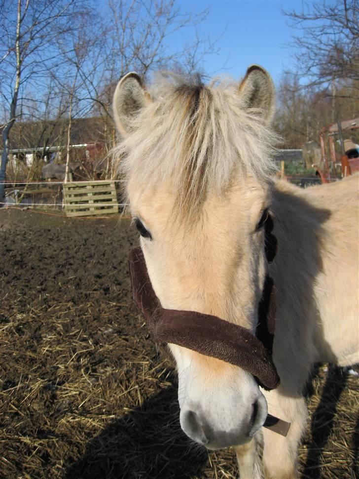 Fjordhest Morten Drejer - Den lille baby er kun 1 ½ år på dette billed billede 8