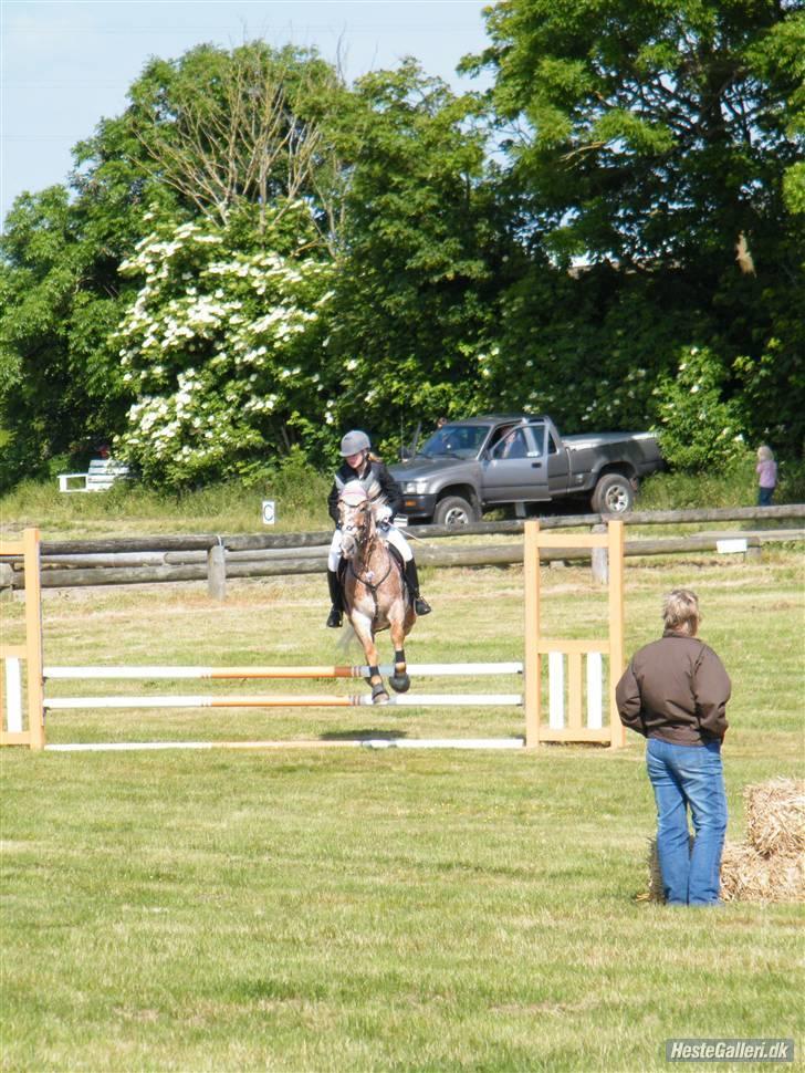 Anden særlig race Onyx ¤SOLGT¤ )': - #11 THR STÆVNE SOMMER 2008 ! billede 11