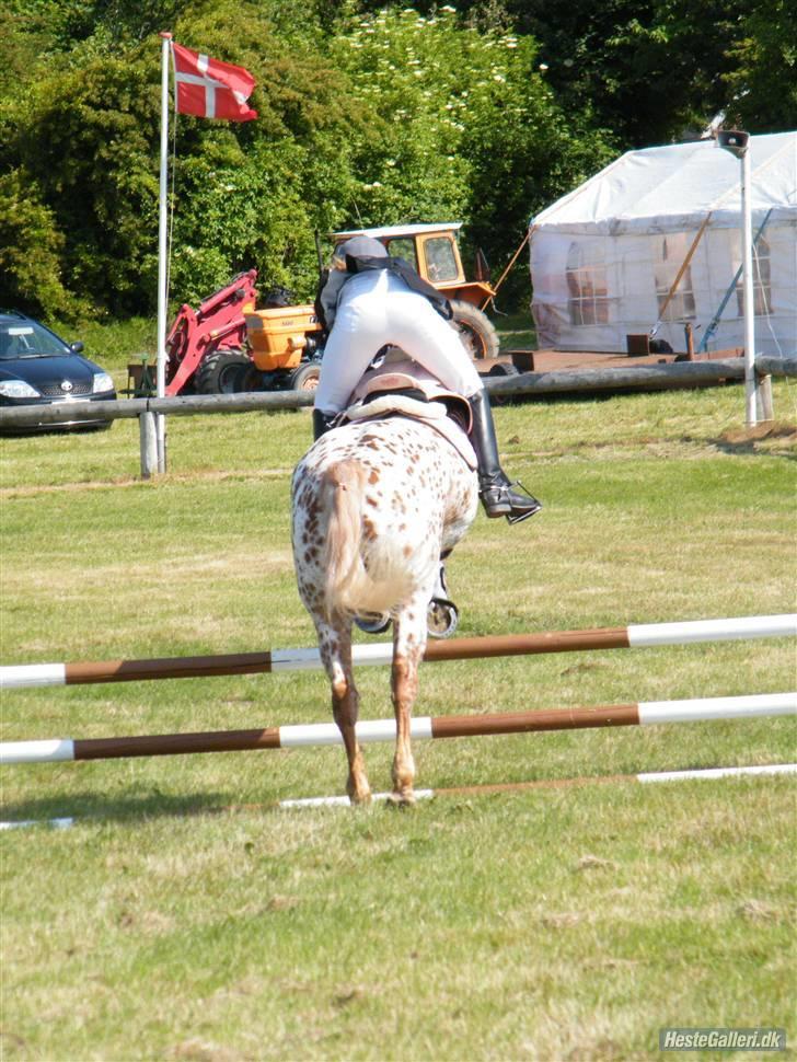 Anden særlig race Onyx ¤SOLGT¤ )': - #13 THR STÆVNE SOMMER 2008! ASS&RØV! NÅR ENDEN ER GO´ ER ALTiNG GODT :D billede 13