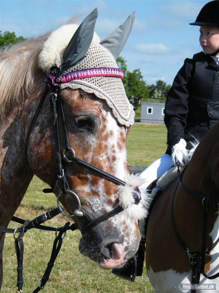 Anden særlig race Onyx ¤SOLGT¤ )': - #16 THR STÆVNE SOMMER 2008 ! billede 16