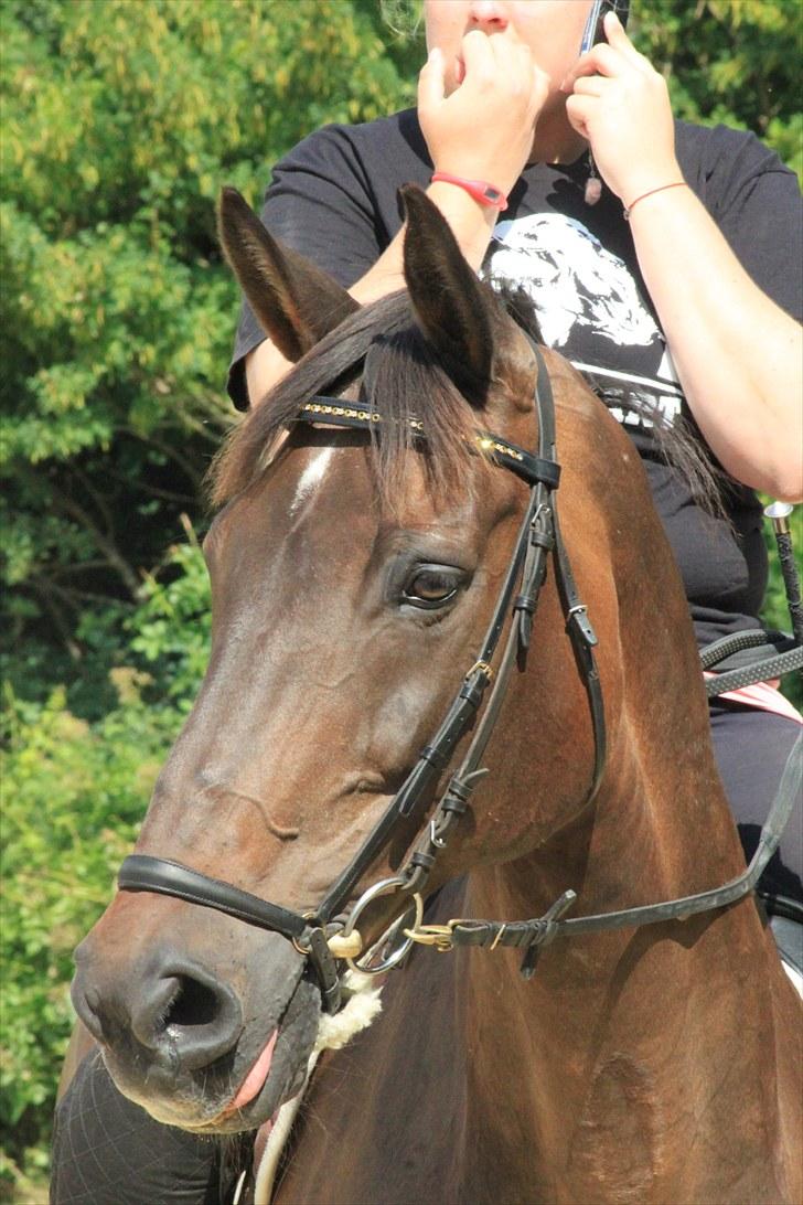 Holstener Chairman 7 - Flotteste Pony <3 Taget af Nicoline Wolk med mit kamera , tak ! billede 1