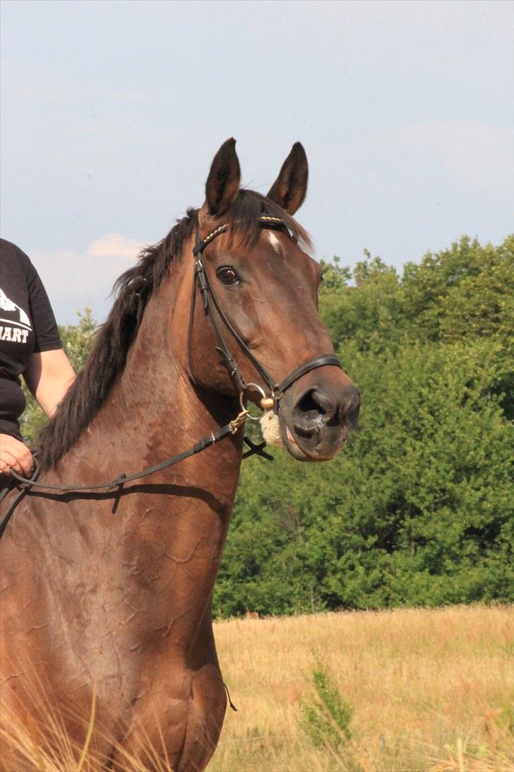 Holstener Chairman 7 - Smukke Pony !! <3 Taget af Nicoline Wolk med mit kamera , tak ! billede 2