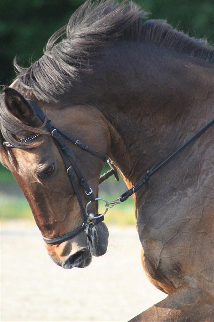 Holstener Chairman 7 - Efter springtræning . Taget af mig :) billede 3