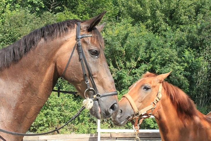 Holstener Chairman 7 - Pony og Deb kysser :) Taget af Nicoline Wolk med mit kamera , tak ! billede 4