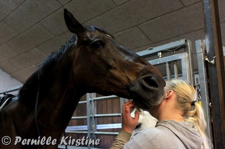 Holstener Chairman 7 - Vi kysser <3 Taget af Josefine Keller med mit kamera , tak ! billede 5