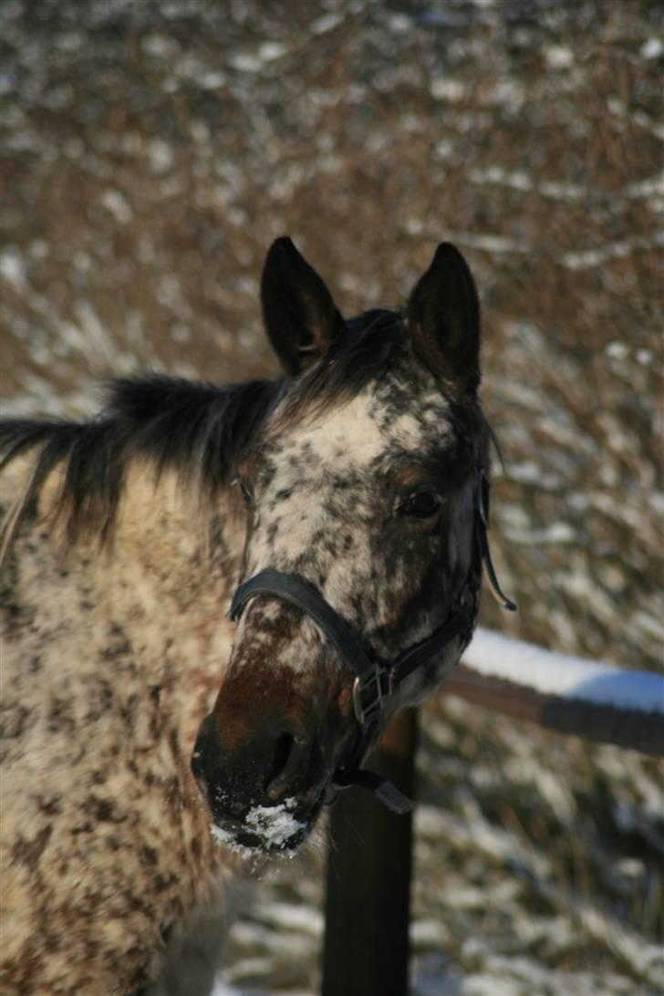 Knabstrupper Plette (solgt) billede 18