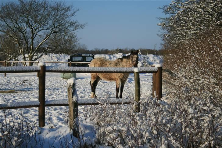 Knabstrupper Plette (solgt) billede 19