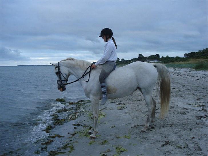 Arabisk fuldblod (OX) Sayida (sida) billede 20