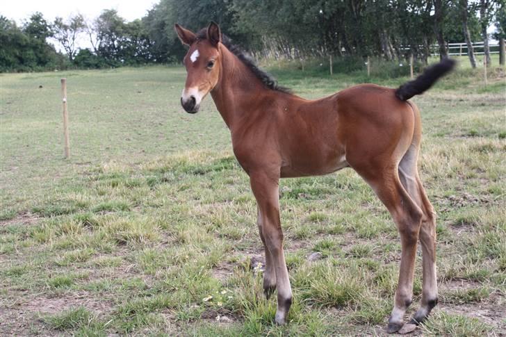 Dansk Varmblod Grangårdens Neptun (SOLGT) billede 9