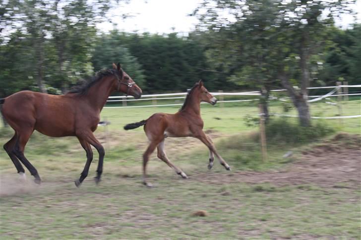 Dansk Varmblod Grangårdens Neptun (SOLGT) billede 10