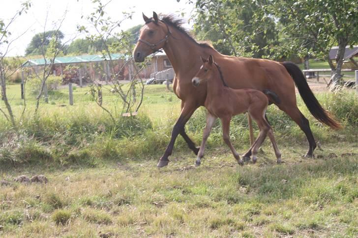Dansk Varmblod Grangårdens Neptun (SOLGT) billede 11