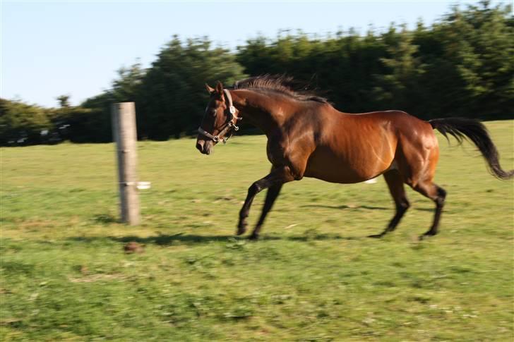 Dansk Varmblod Vestergåtde Ann (AFLIVET) billede 8