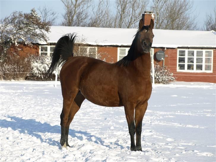 Arabisk fuldblod (OX) Ipaya OX 2583 billede 1