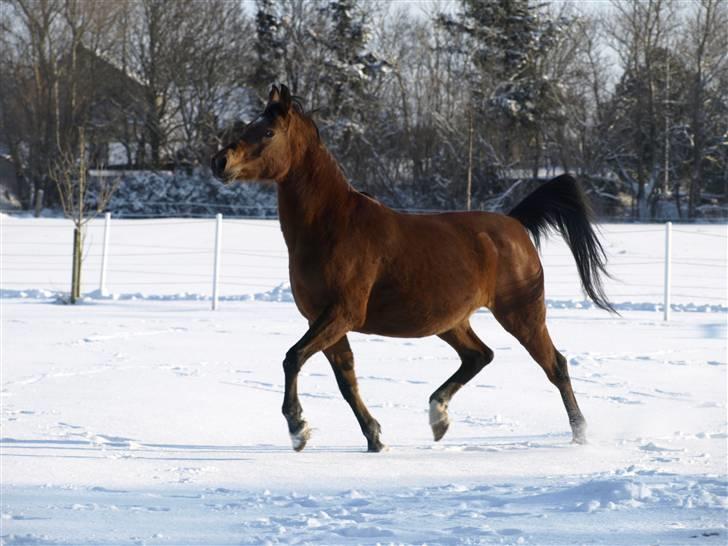 Arabisk fuldblod (OX) Ipaya OX 2583 billede 2