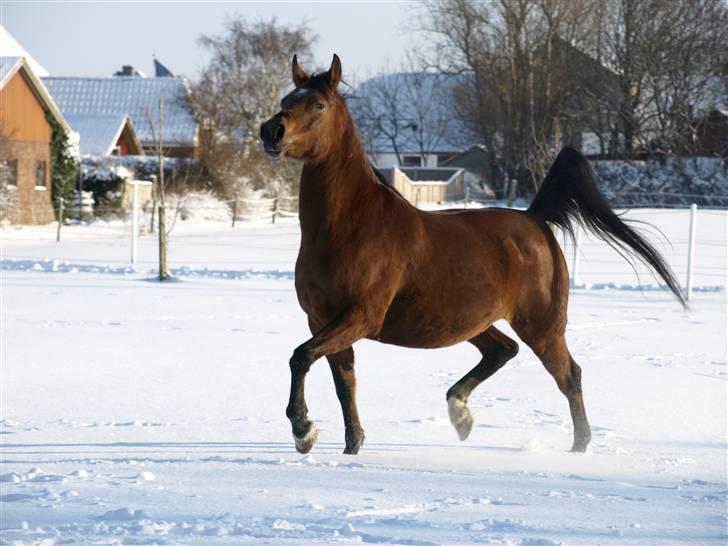 Arabisk fuldblod (OX) Ipaya OX 2583 billede 3