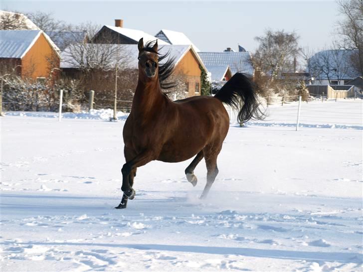 Arabisk fuldblod (OX) Ipaya OX 2583 billede 4