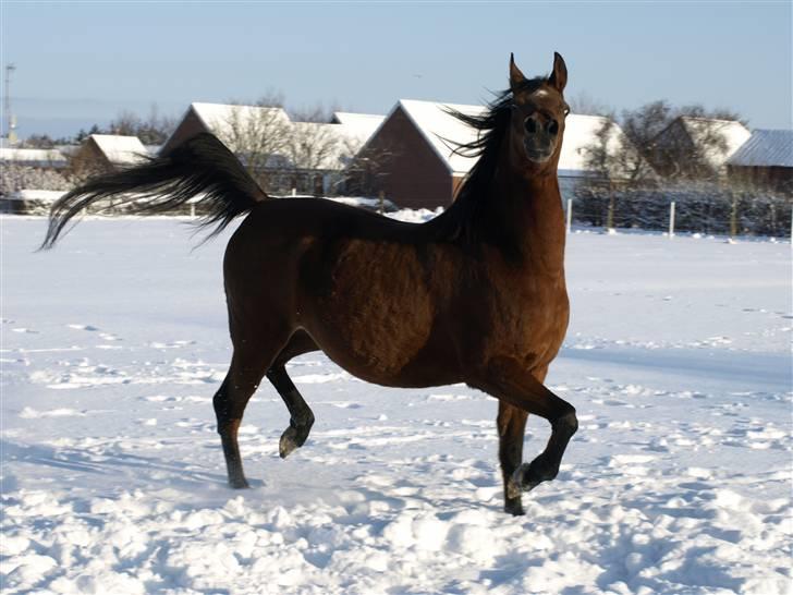 Arabisk fuldblod (OX) Ipaya OX 2583 billede 5