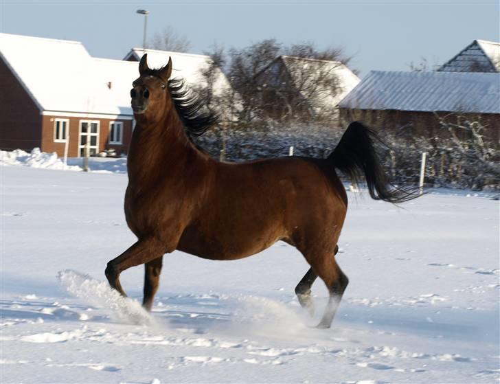 Arabisk fuldblod (OX) Ipaya OX 2583 billede 6