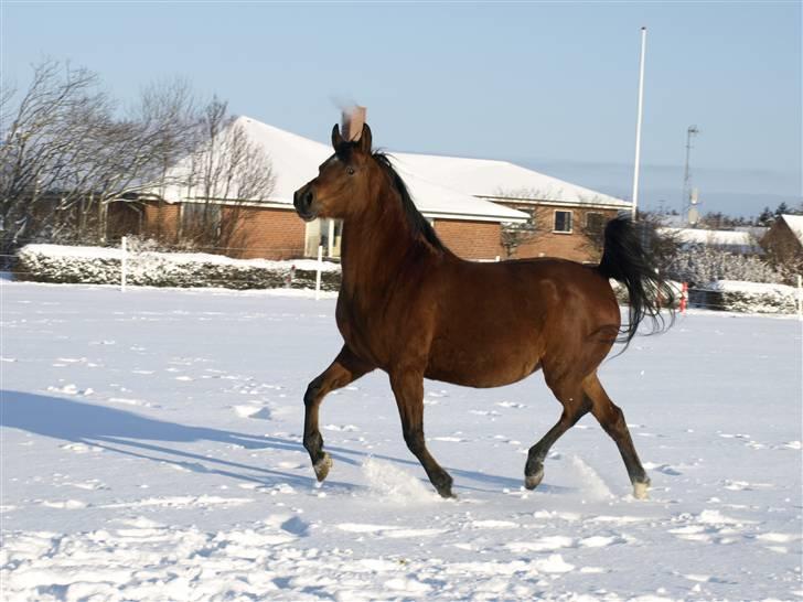 Arabisk fuldblod (OX) Ipaya OX 2583 billede 7
