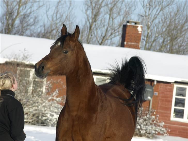 Arabisk fuldblod (OX) Ipaya OX 2583 billede 8