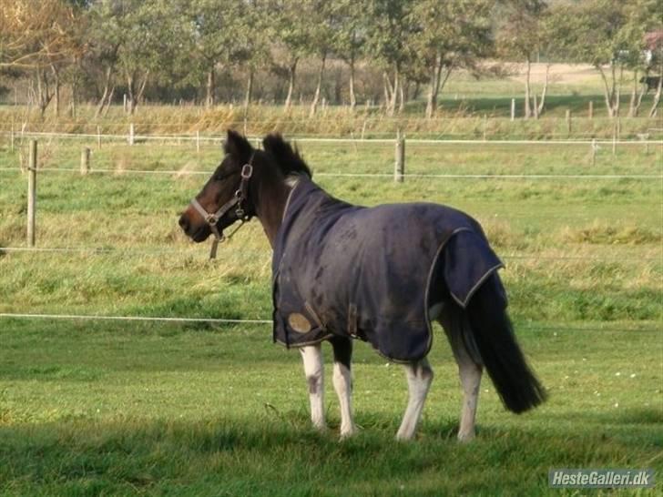 Anden særlig race Nicklas (Solgt) - Nicklas <3 <3 <3 billede 12