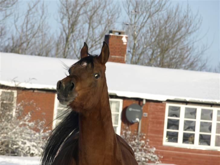 Arabisk fuldblod (OX) Ipaya OX 2583 billede 9