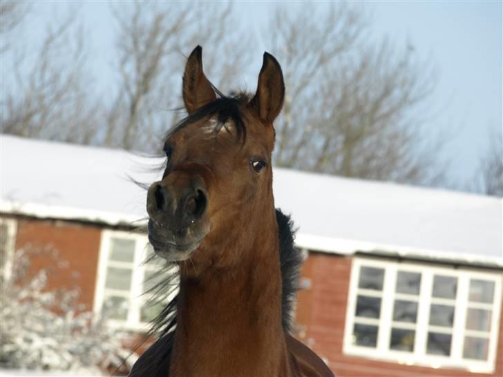 Arabisk fuldblod (OX) Ipaya OX 2583 billede 10