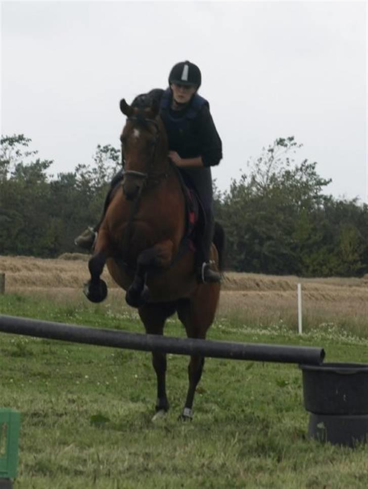 Arabisk fuldblod (OX) Ipaya OX 2583 billede 11