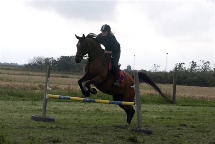 Arabisk fuldblod (OX) Ipaya OX 2583 billede 12