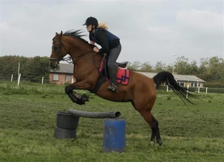 Arabisk fuldblod (OX) Ipaya OX 2583 billede 13