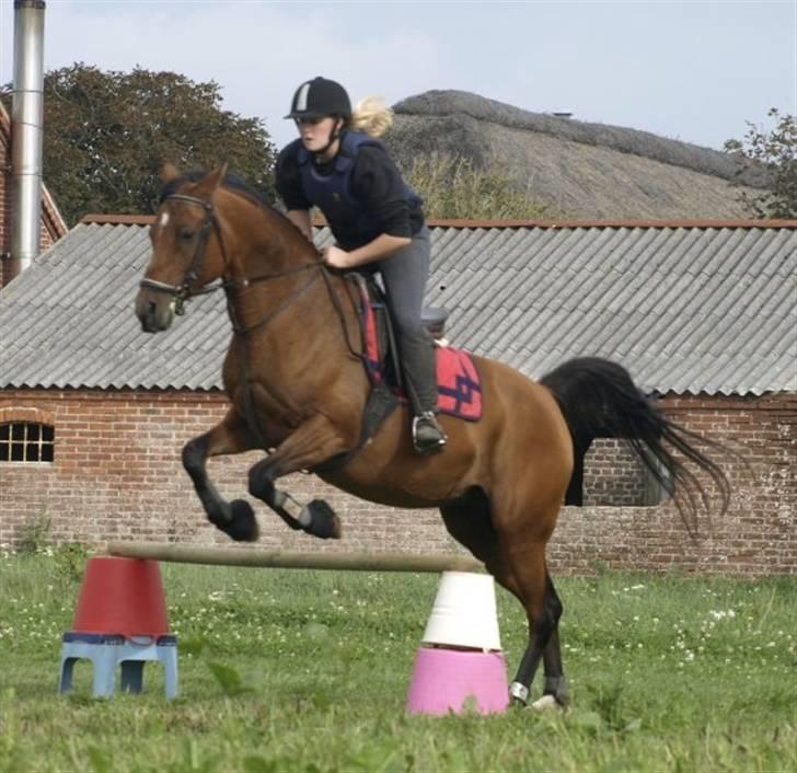 Arabisk fuldblod (OX) Ipaya OX 2583 billede 14