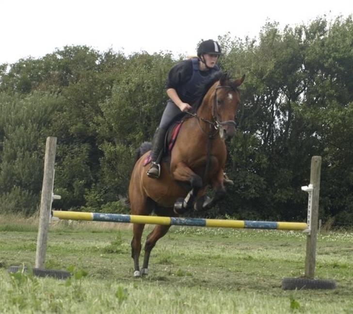 Arabisk fuldblod (OX) Ipaya OX 2583 billede 15