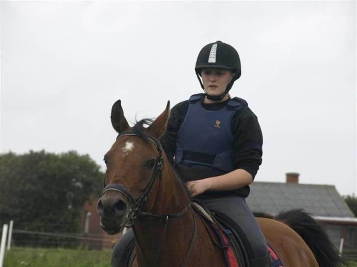 Arabisk fuldblod (OX) Ipaya OX 2583 billede 16